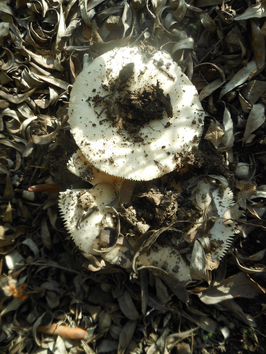 06/10 margine lecceta. Russula? delica? pseudodelica?