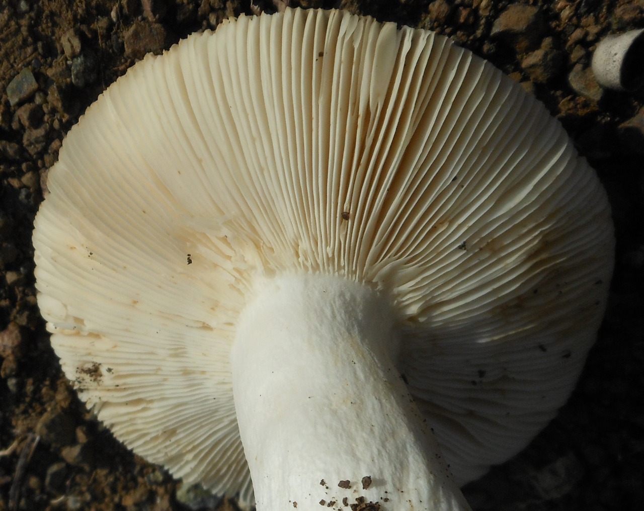 06/10 margine lecceta. Russula? delica? pseudodelica?