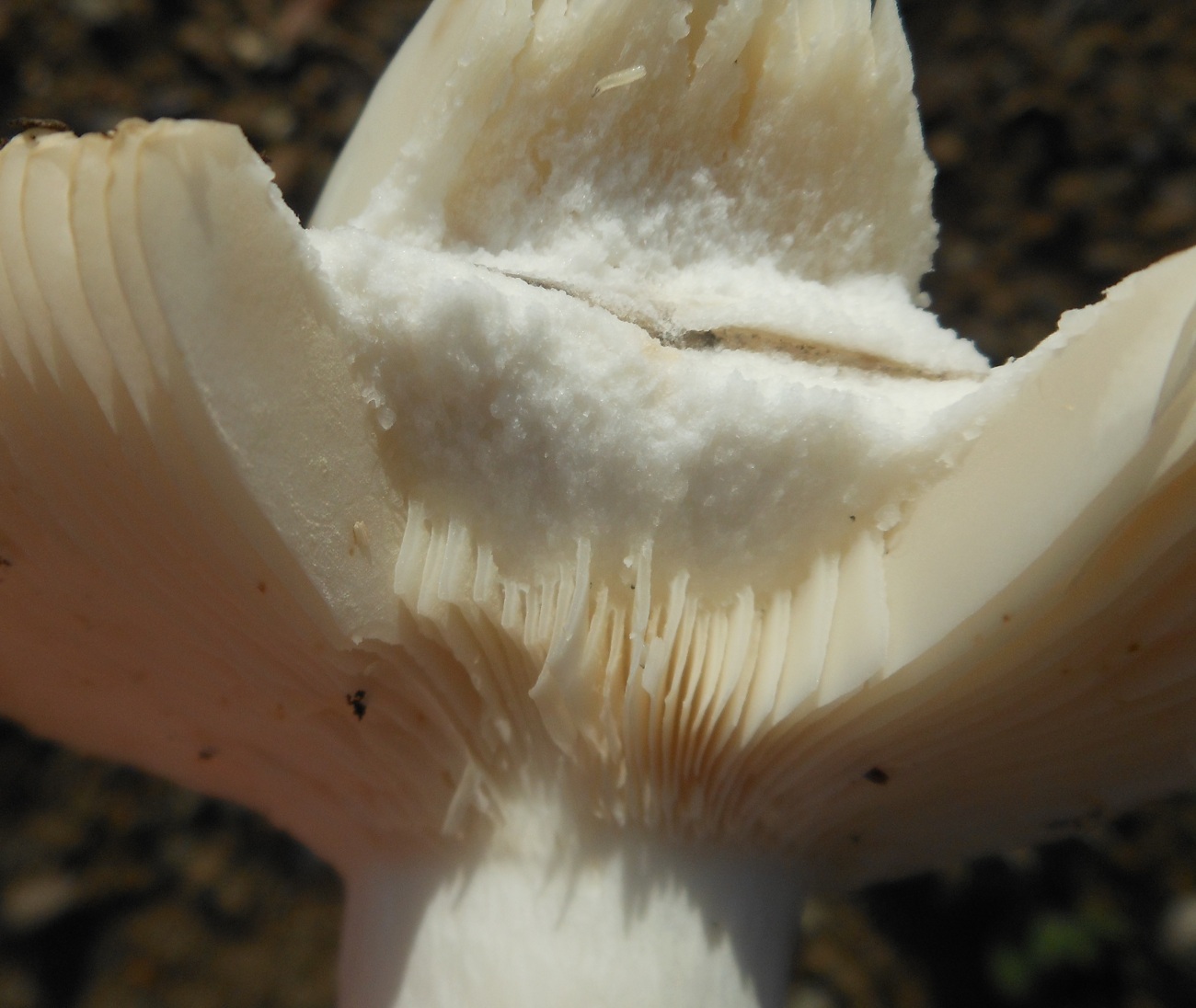 06/10 margine lecceta. Russula? delica? pseudodelica?