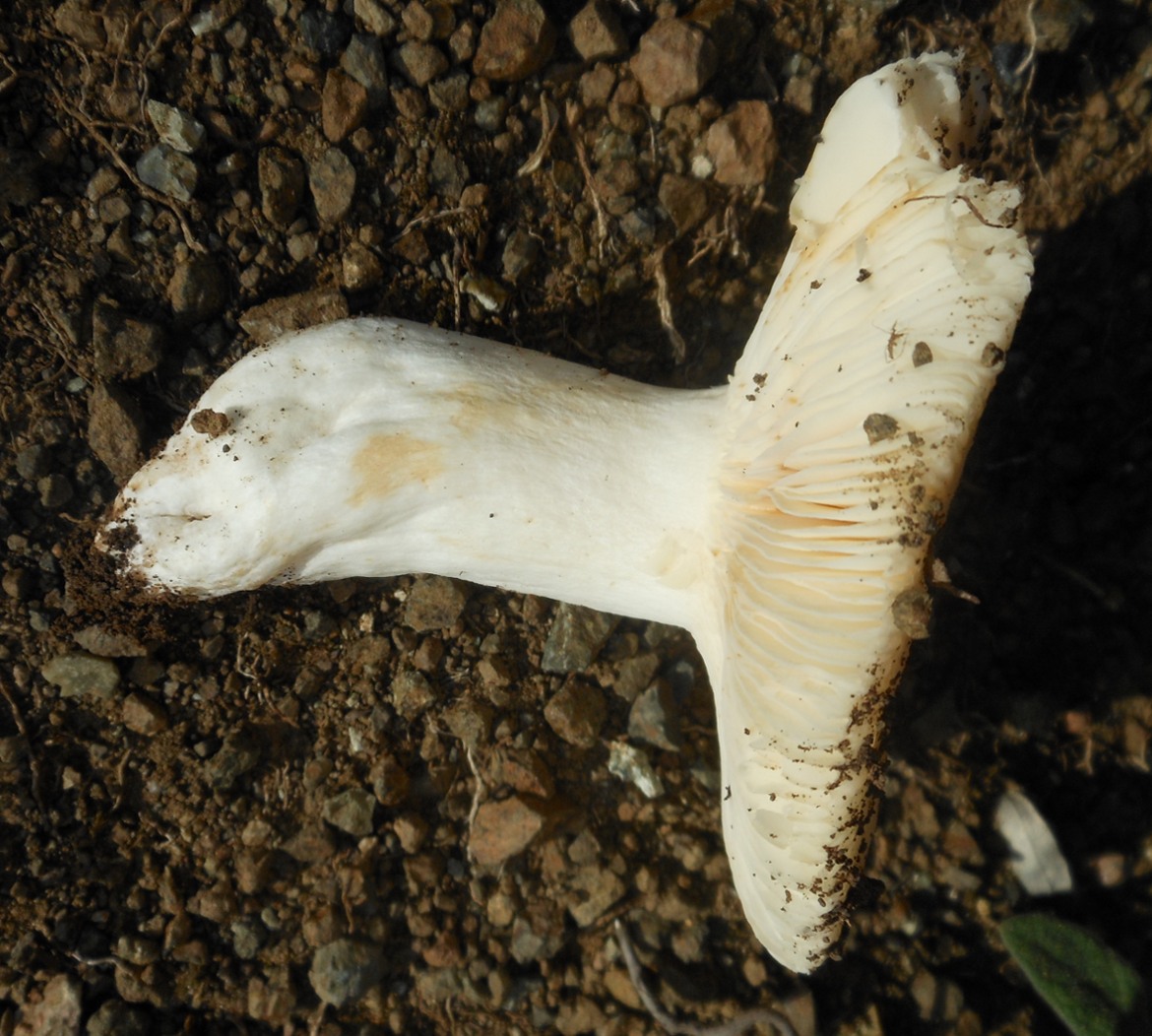 06/10 margine lecceta. Russula? delica? pseudodelica?