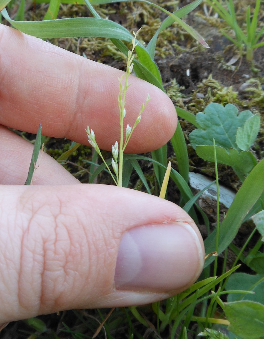 Poa infirma Kunth / Fienarola minore , Natura Mediterraneo | Forum ...