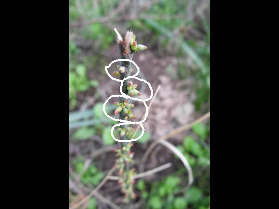 Thymelaea sp. (Malvales - Thymelaeaceae)