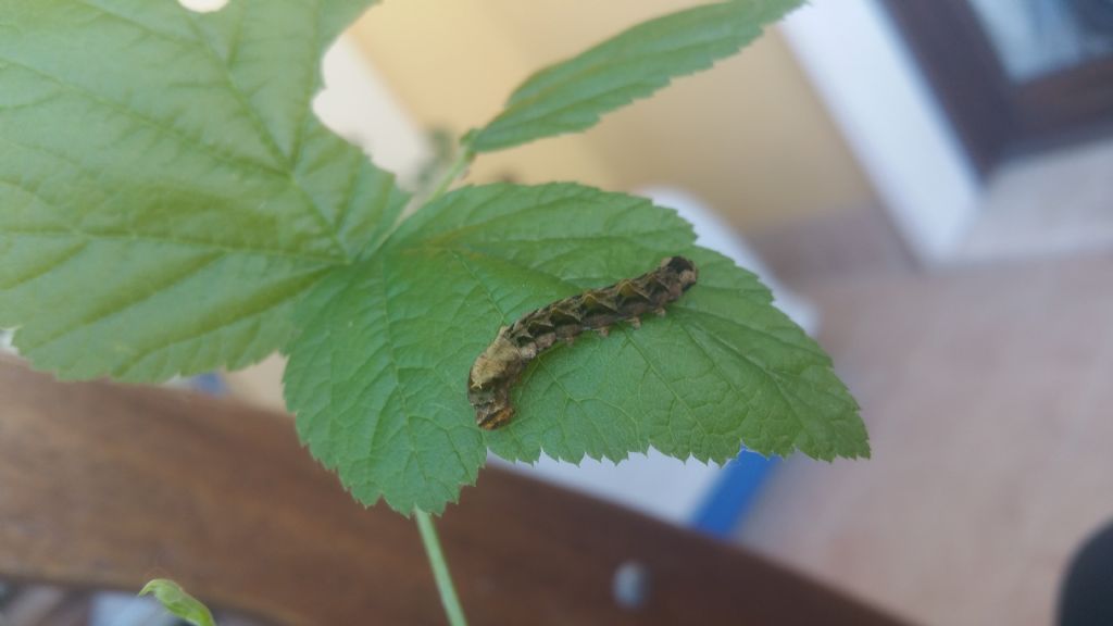 Bruco a Verona...bellissimo: Thyatira batis, Drepanidae