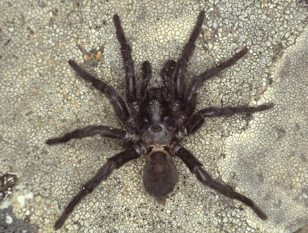 Cyrtauchenius walckenaeri - Sierra de Albarracin, Teruel