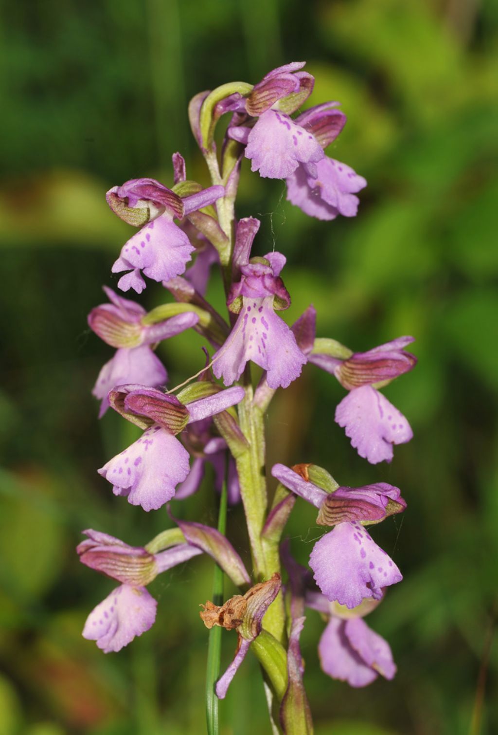 Dalla Val Trebbia - Anacamptis morio