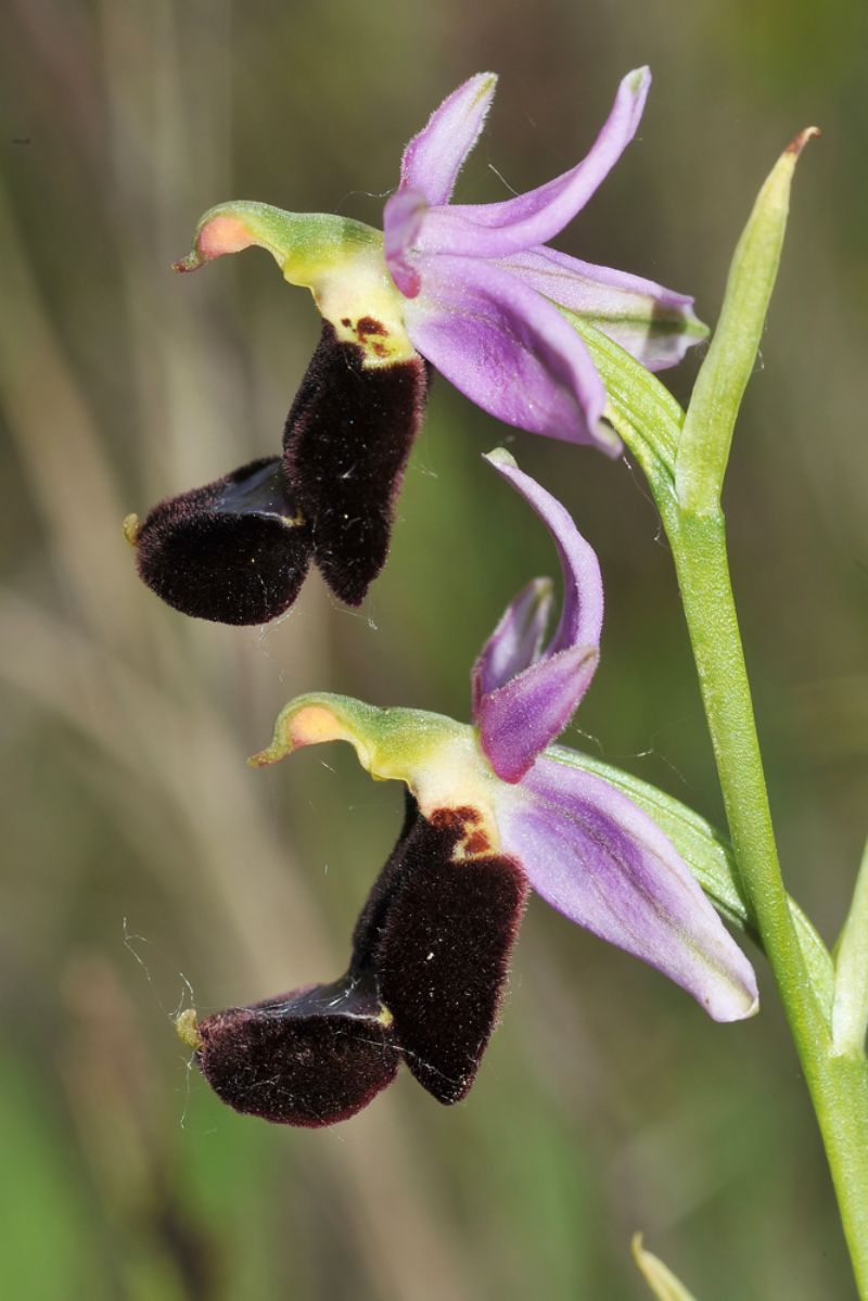 Ophrys cfr bertoloniformis sempre dalla val Trebbia