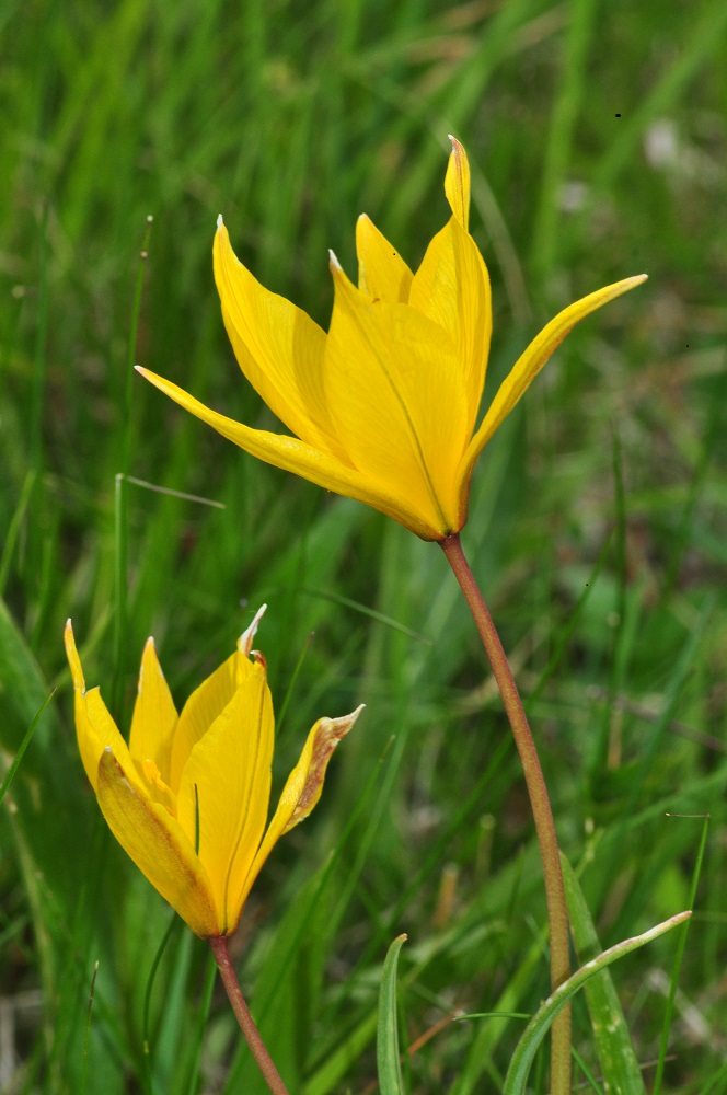 Tulipa sotto il Lesima - Tulipa australis