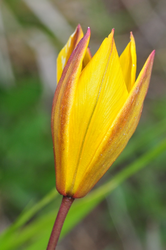 Tulipa sotto il Lesima - Tulipa australis