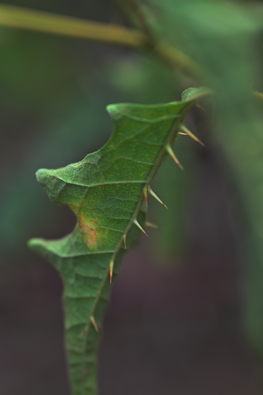 Solanum infestante a morimondo MI