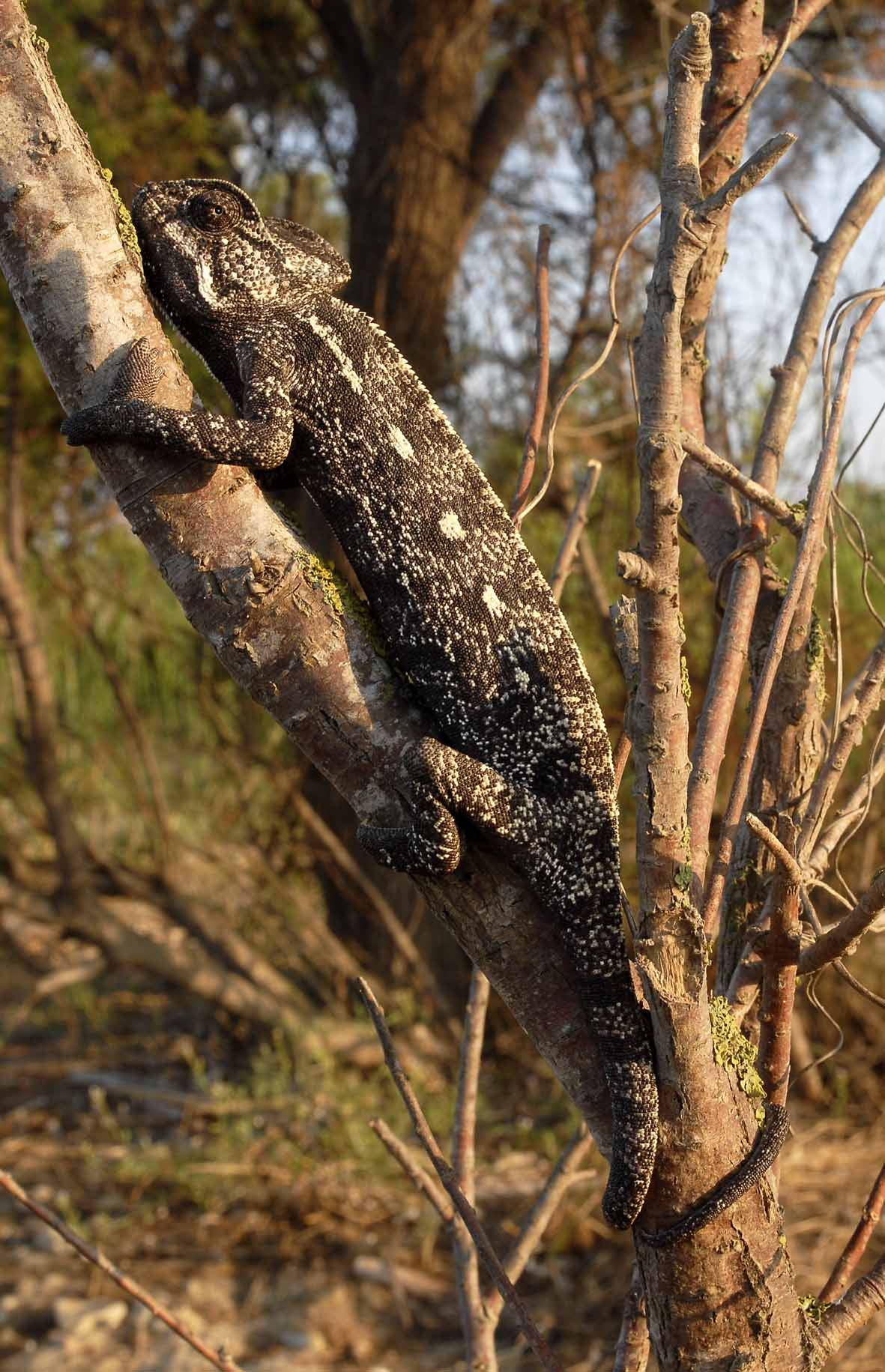 Chamaeleo africanus Peloponneso