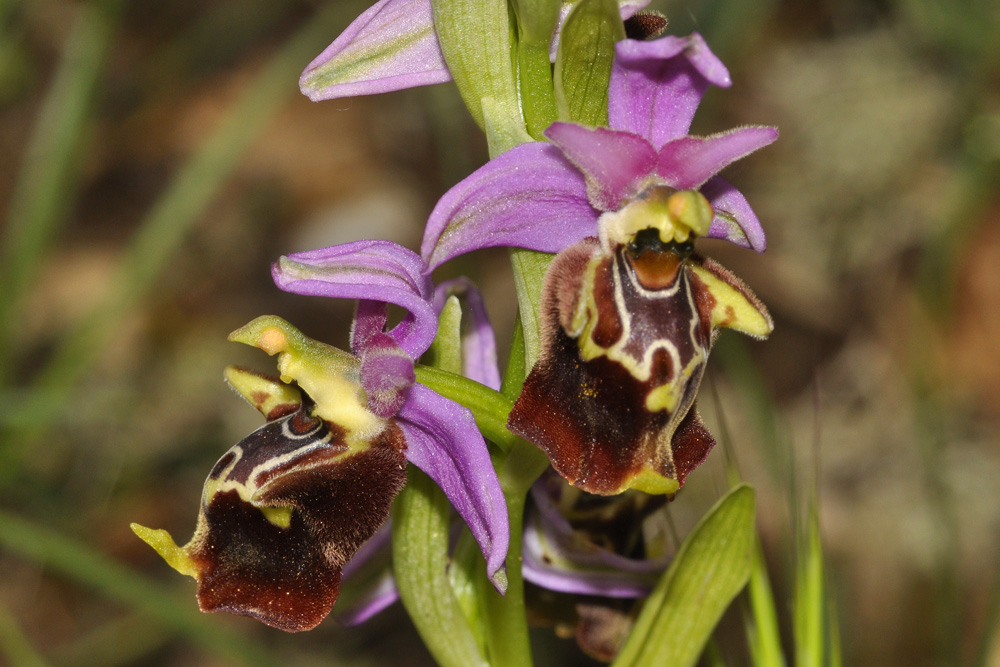 Ophrys di Puglia da determinare