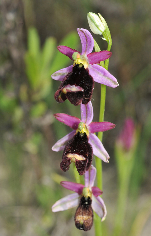 Ophrys cfr bertoloniformis sempre dalla val Trebbia