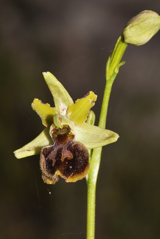 Altra Ophrys di Puglia da determinare