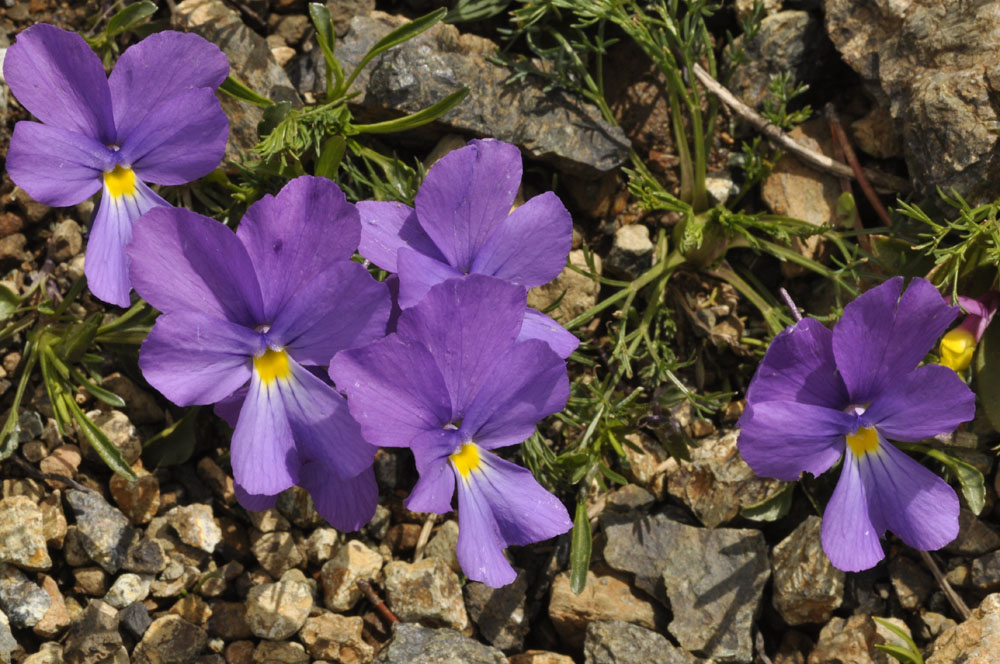 Viola su rupe serpentinica da determinare