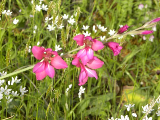 Gladiolus sp.