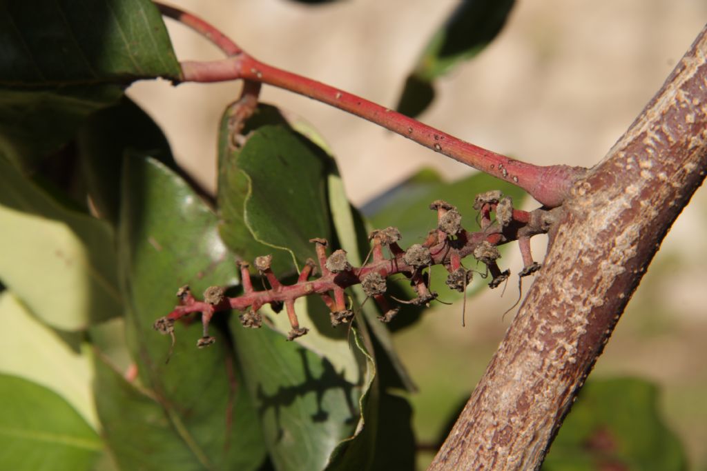 ceratonia siliqua?