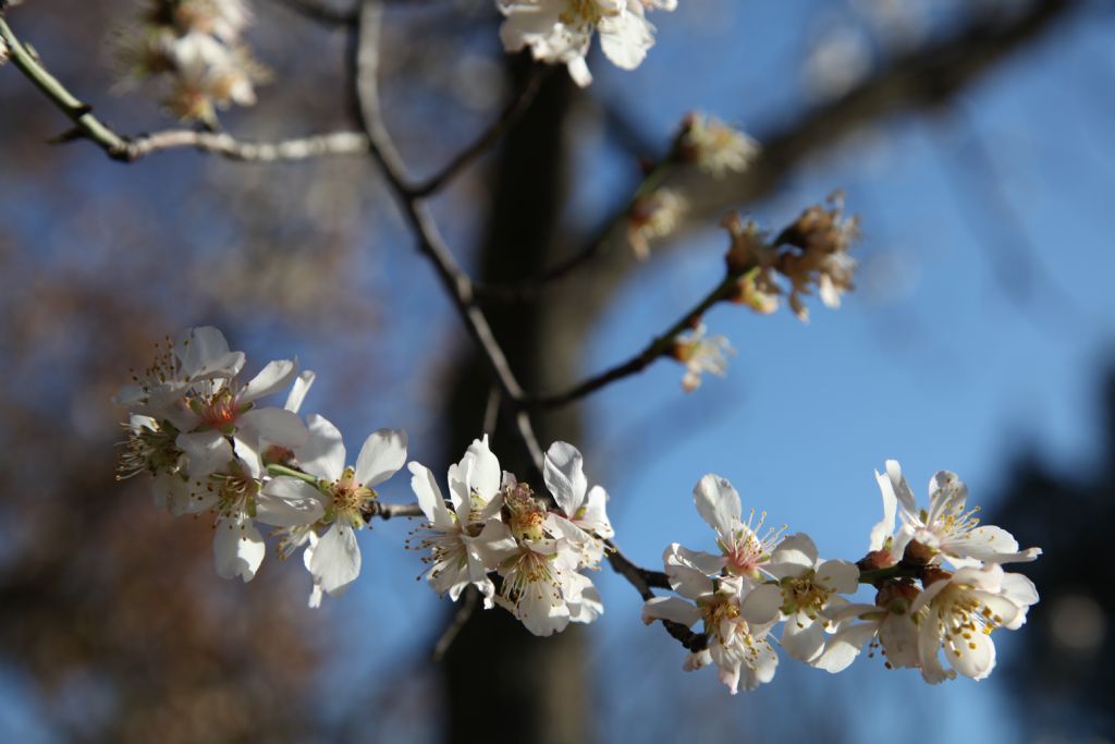 prunus sp...da determinare