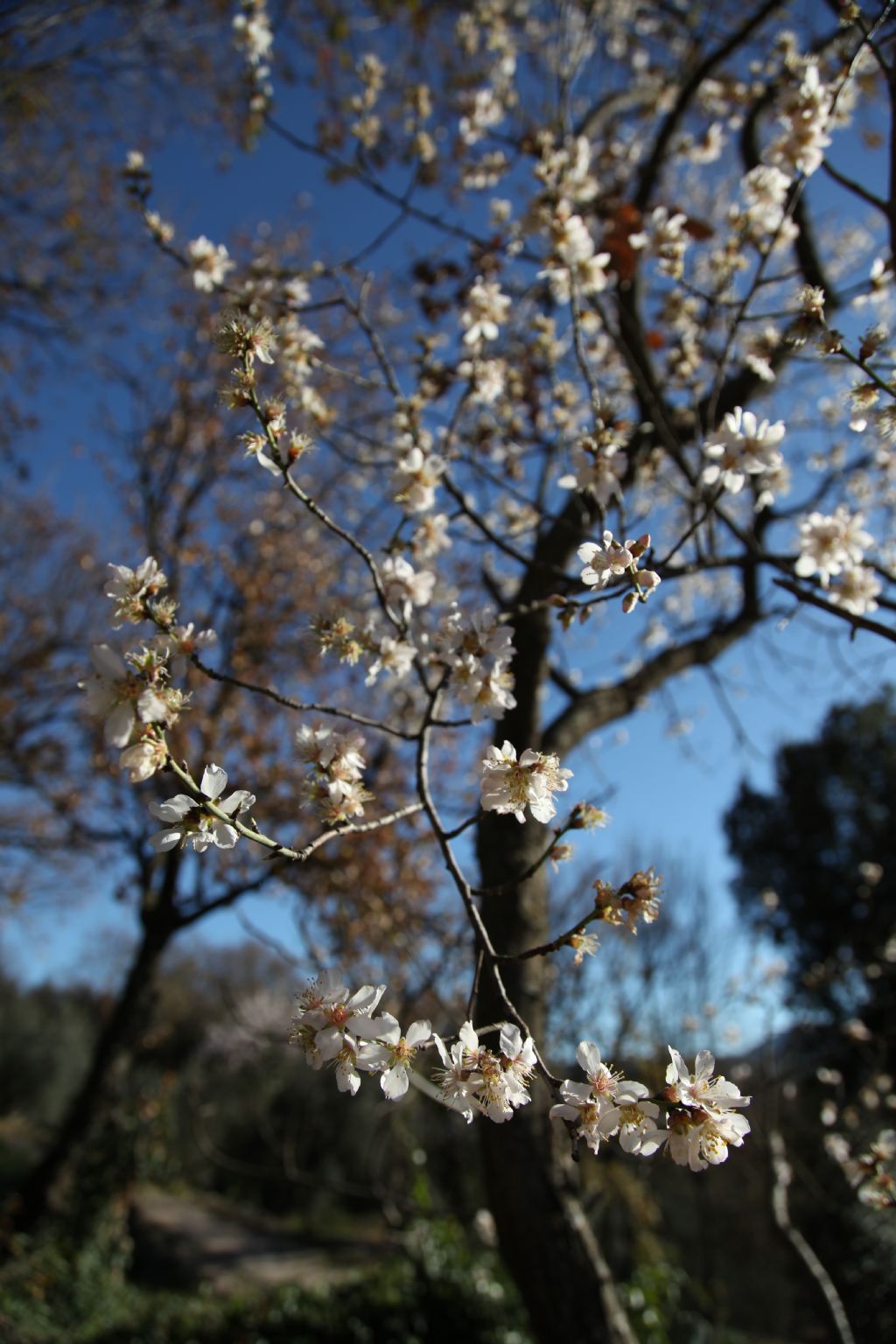 prunus sp...da determinare