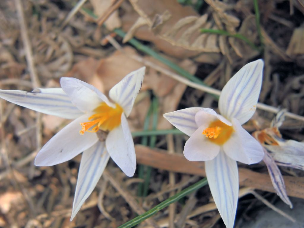 Crocus sp. ma quali?