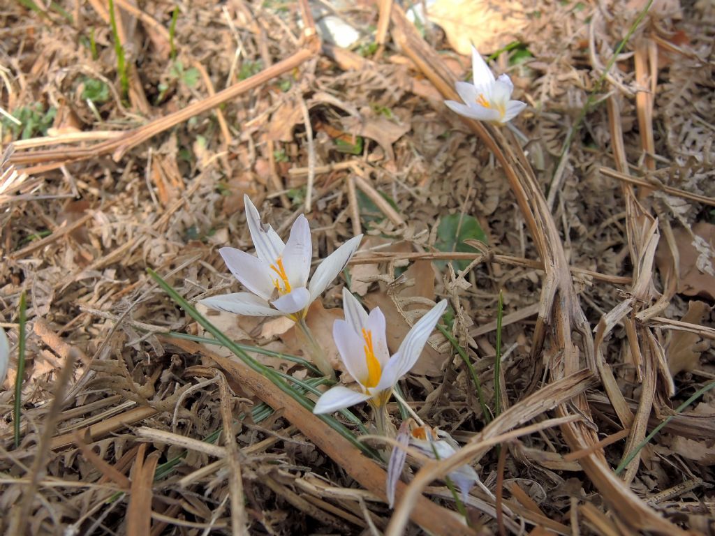 Crocus sp. ma quali?