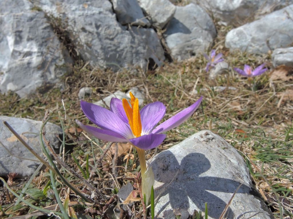 Crocus sp. ma quali?