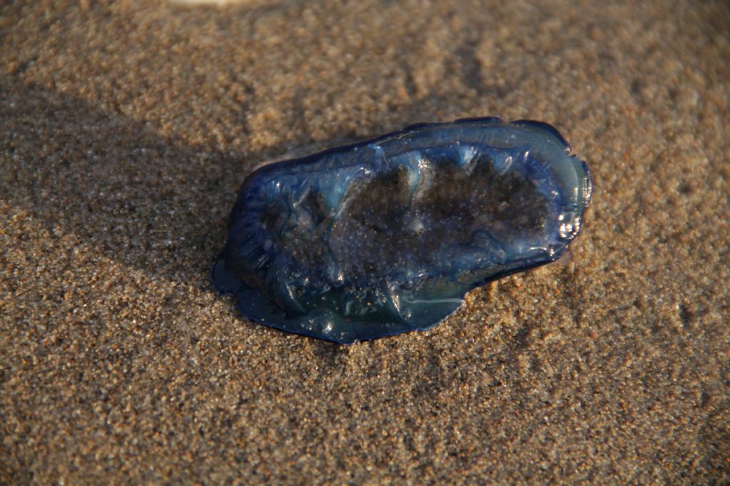 Velella