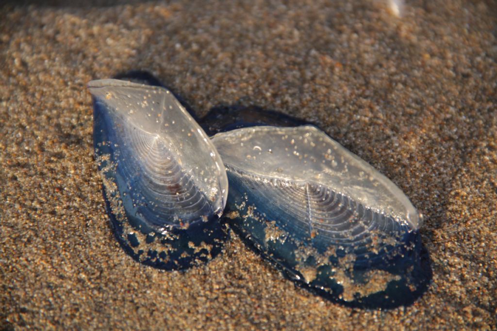 Velella