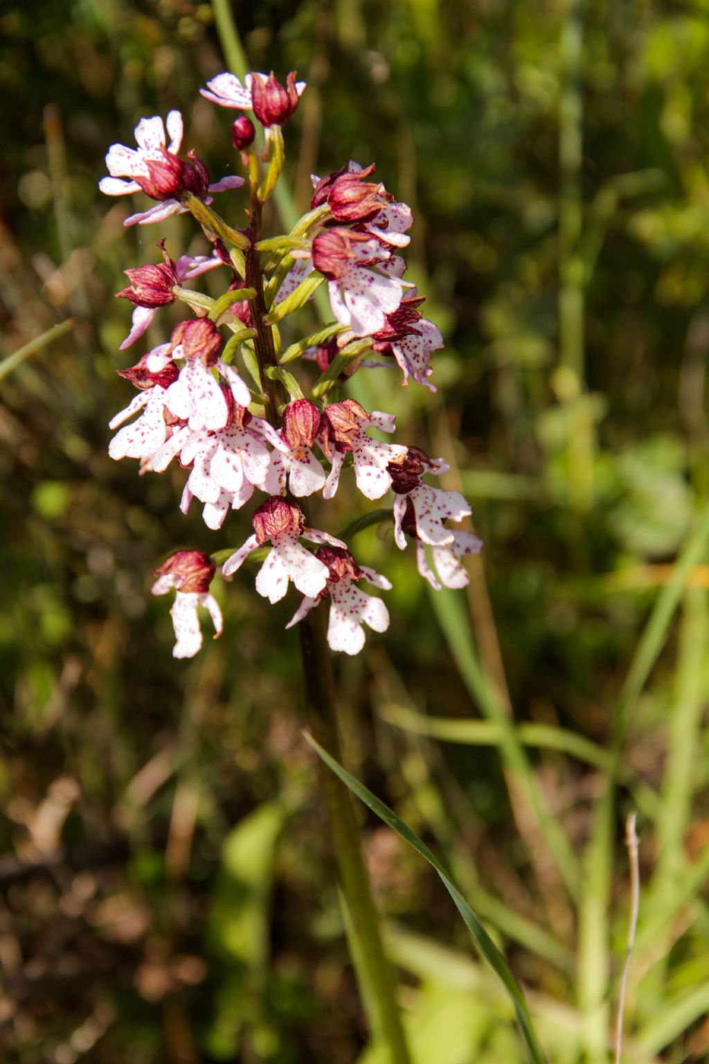 Orchis purpurea Huds.