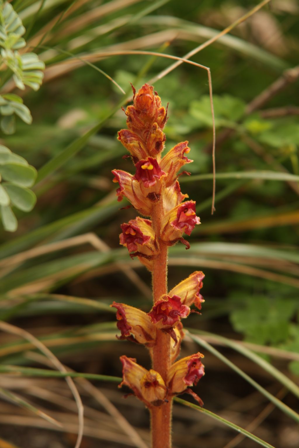 Orobanche gracilis / Succiamele rossastro