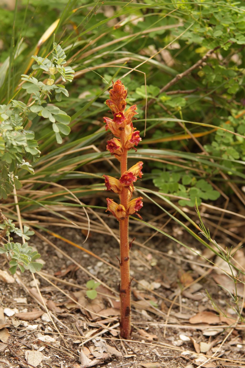 Orobanche gracilis / Succiamele rossastro