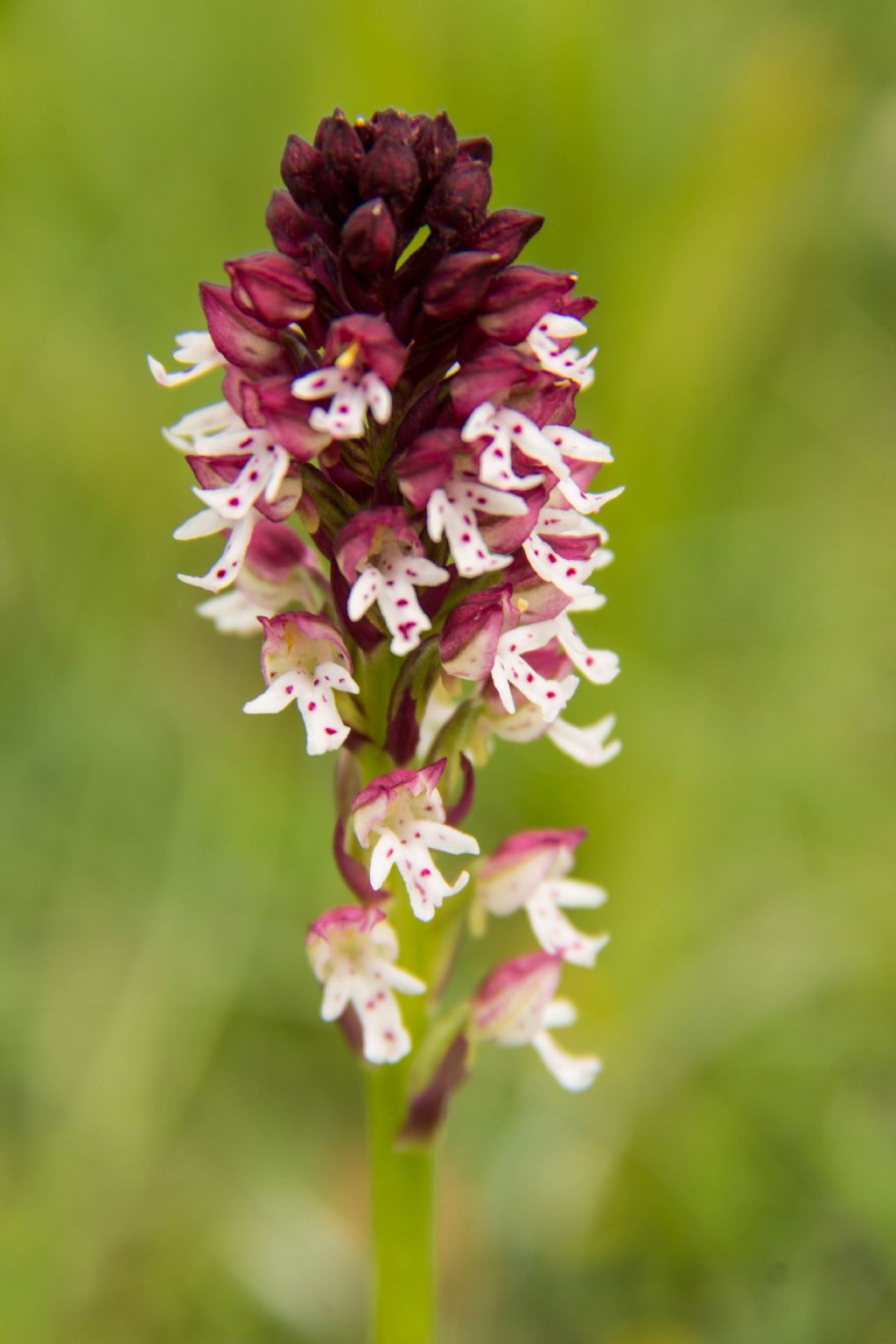 Neotinea ustulata, Orchis mascula e Orchis pauciflora