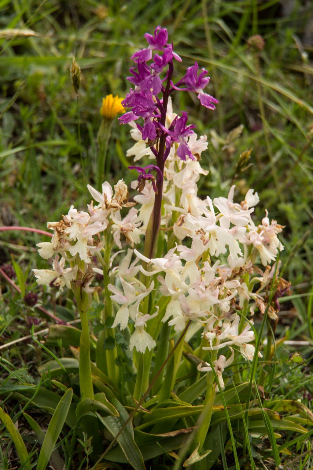 Neotinea ustulata, Orchis mascula e Orchis pauciflora