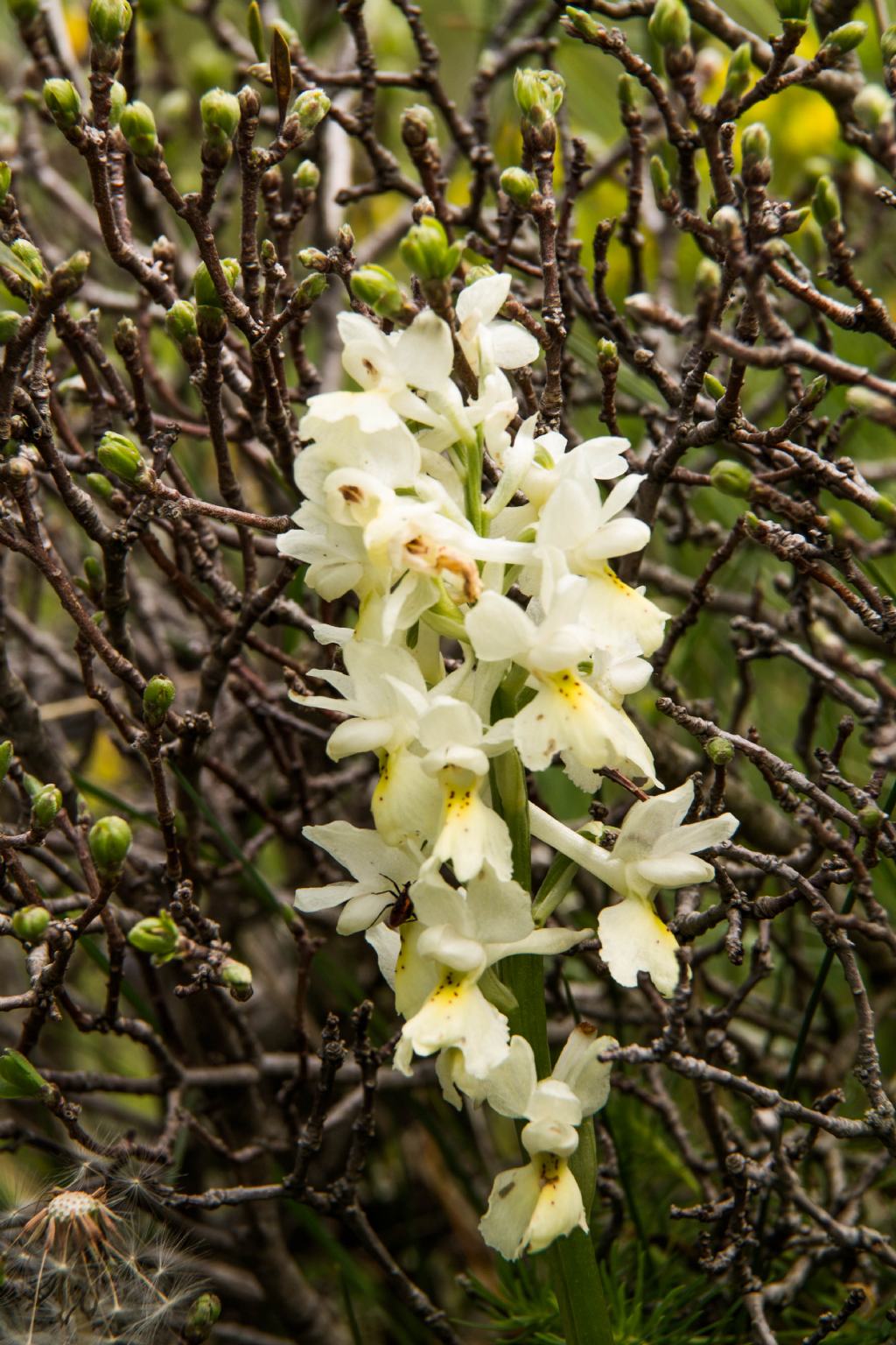 Neotinea ustulata, Orchis mascula e Orchis pauciflora