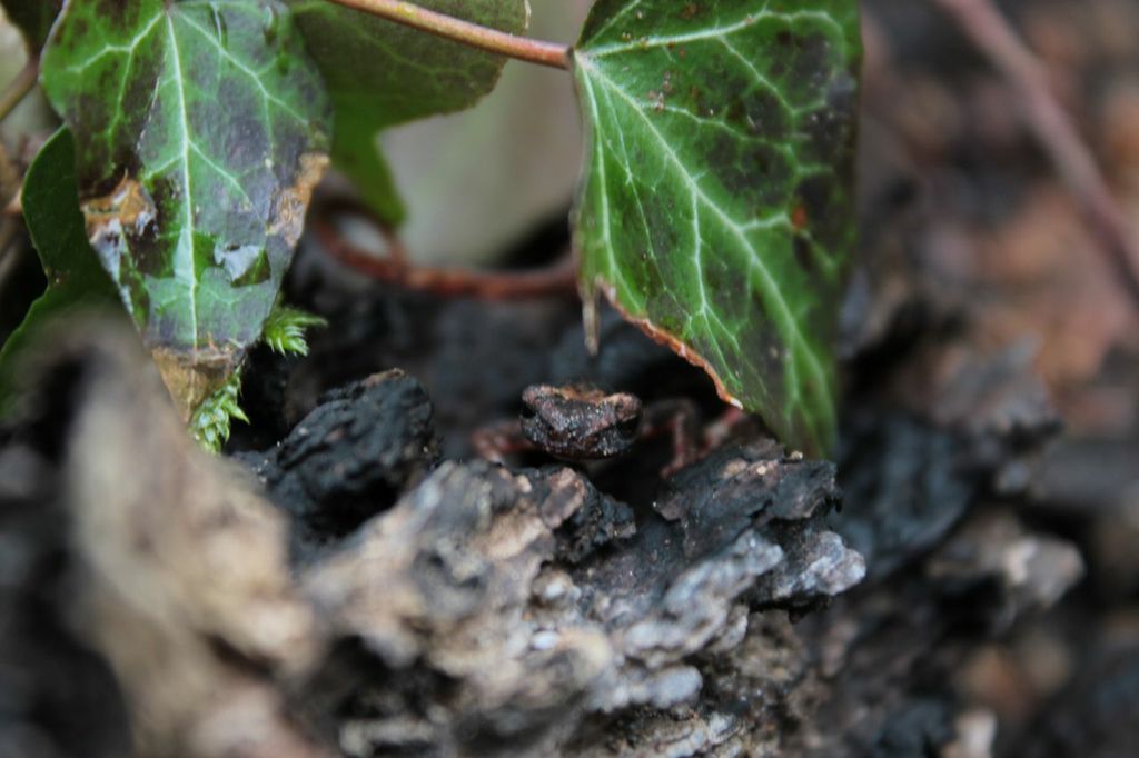 Da determinare - Salamandrina perspicillata