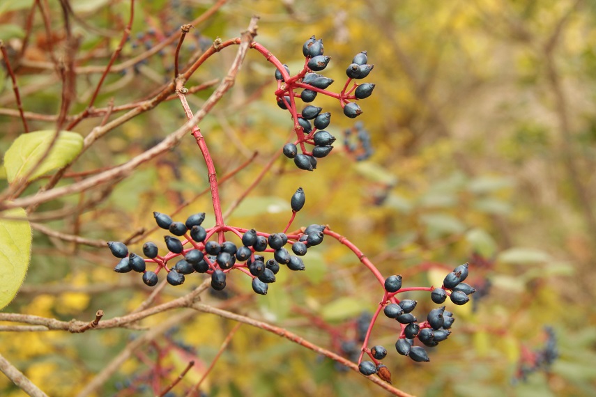 da determinare 1 -Viburnum tinus