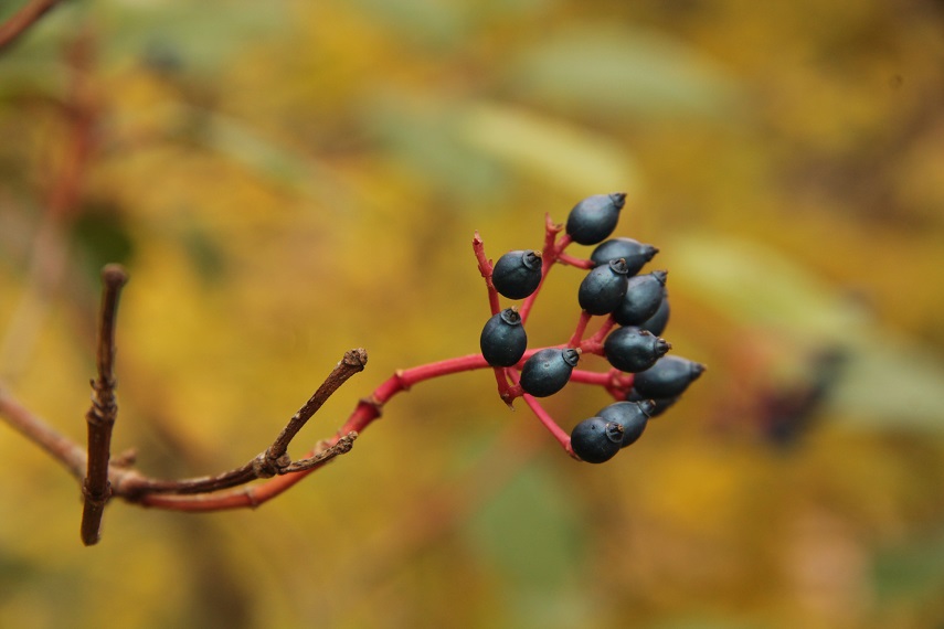 da determinare 1 -Viburnum tinus