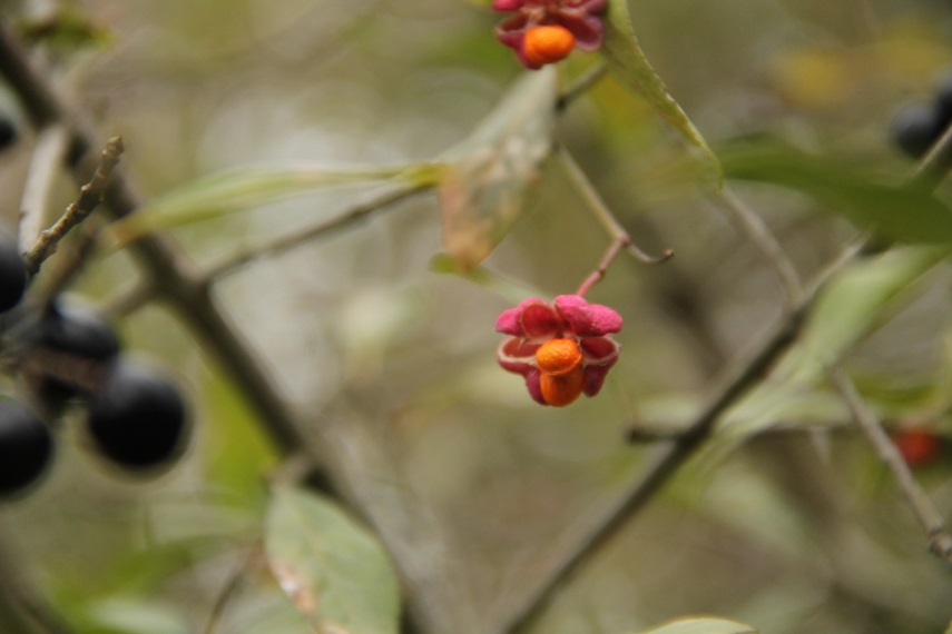 Euonymus europaeus