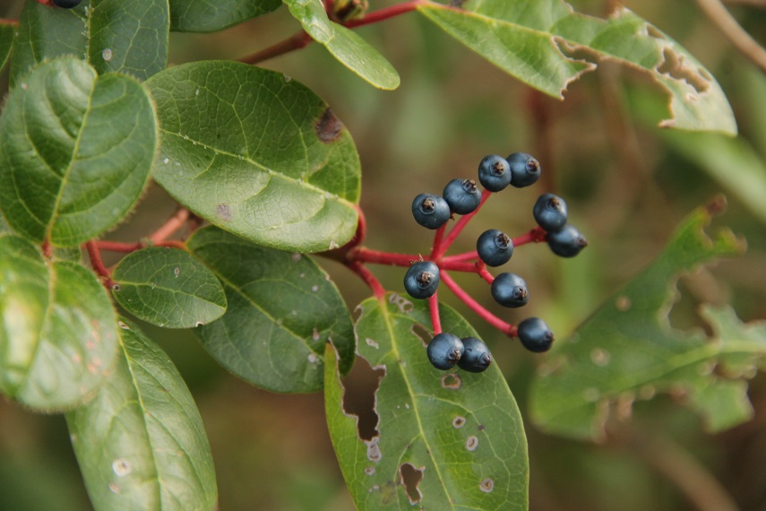 da determinare 1 -Viburnum tinus