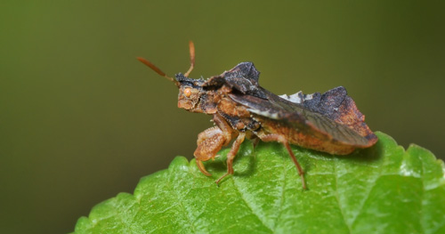 Reduviidae: Phymata crassipes della Toscana (PI)