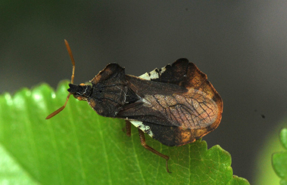 Reduviidae: Phymata crassipes della Toscana (PI)