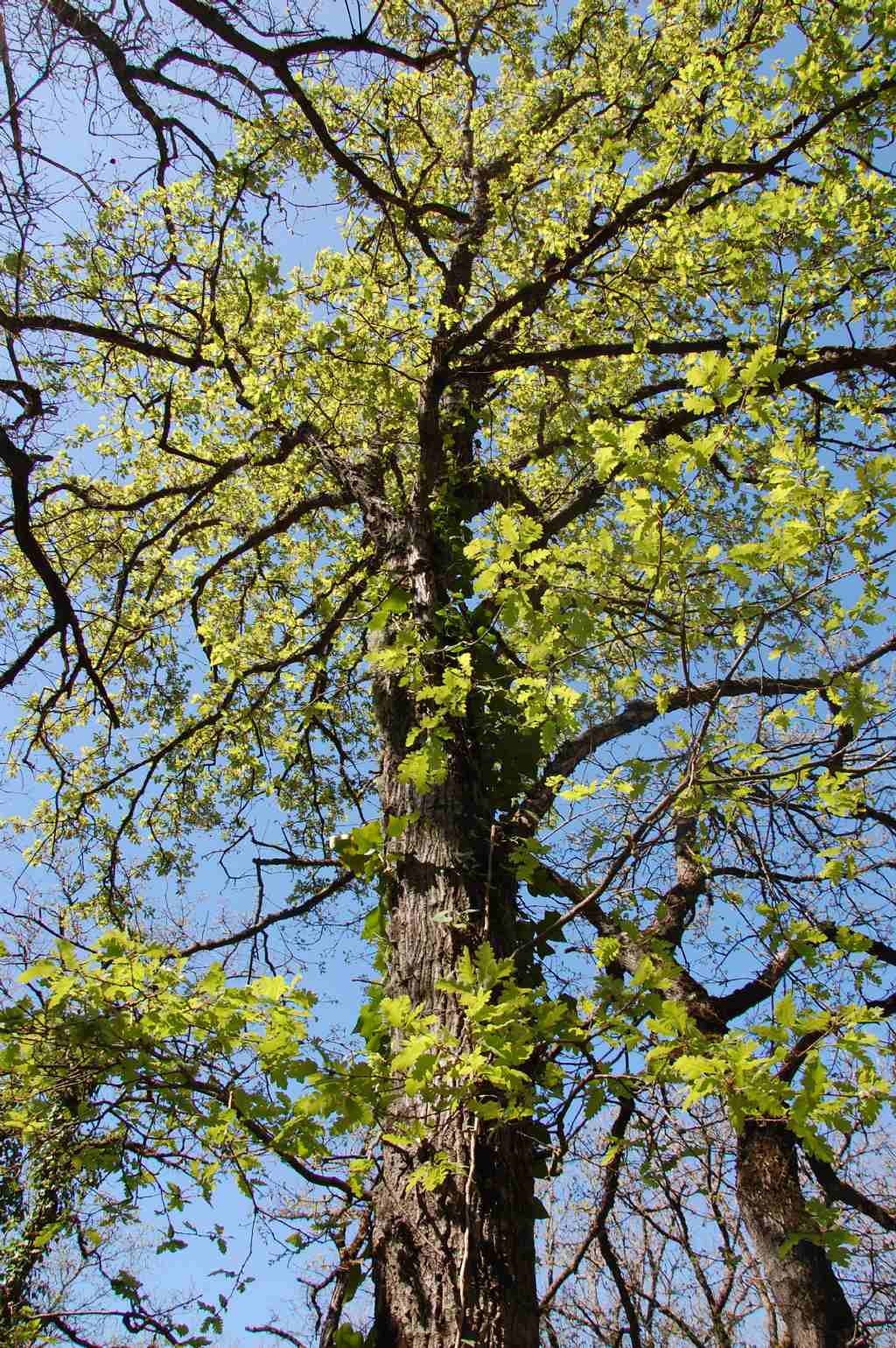 Quercus gussonei