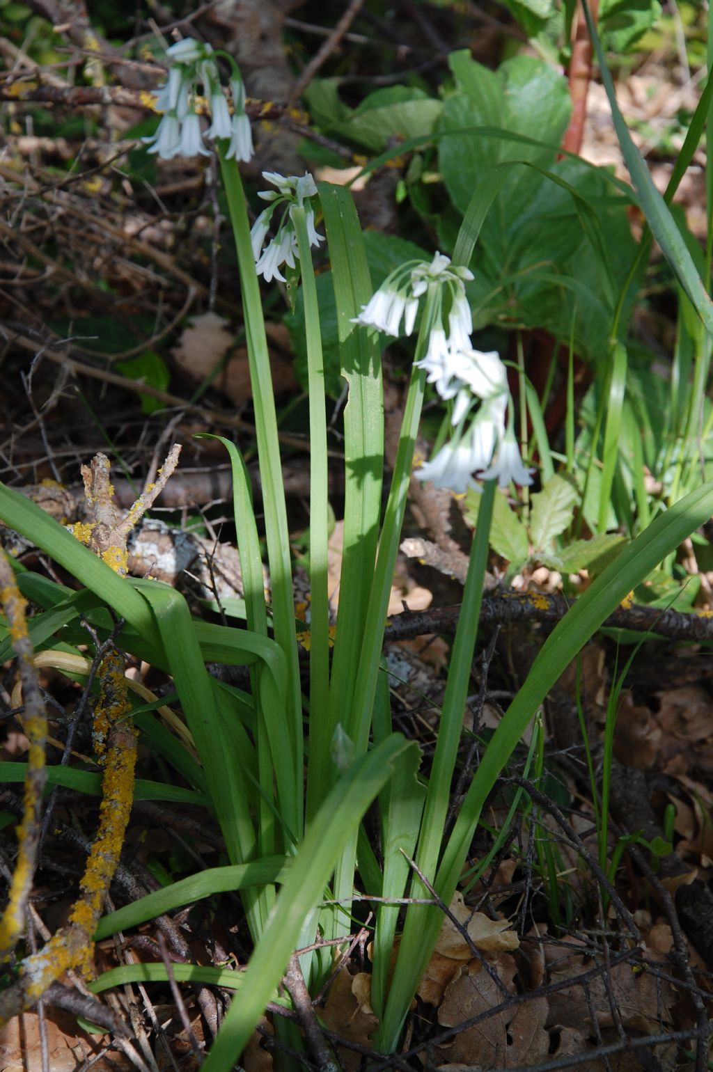 Allium triquetrum