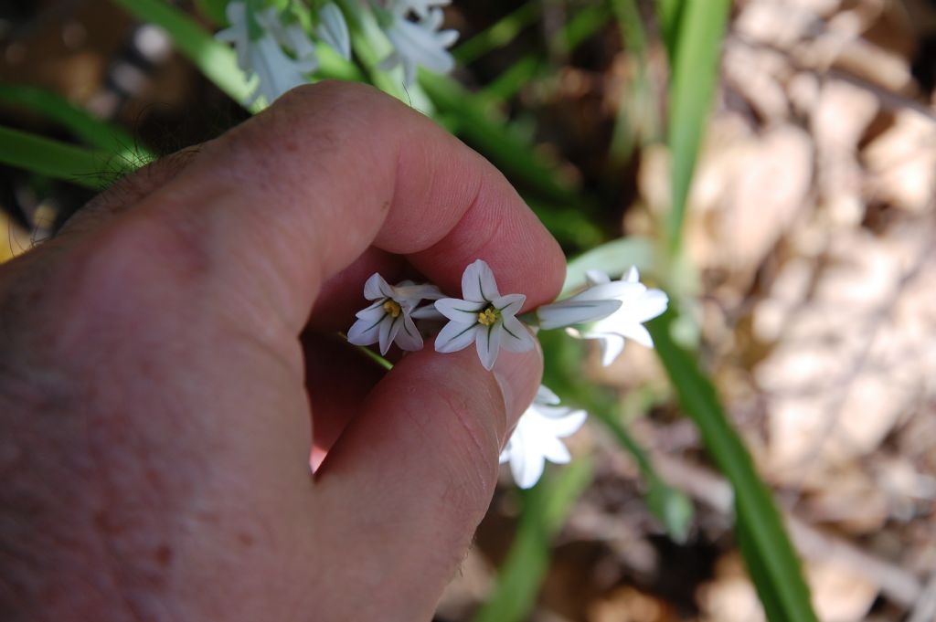 Allium triquetrum