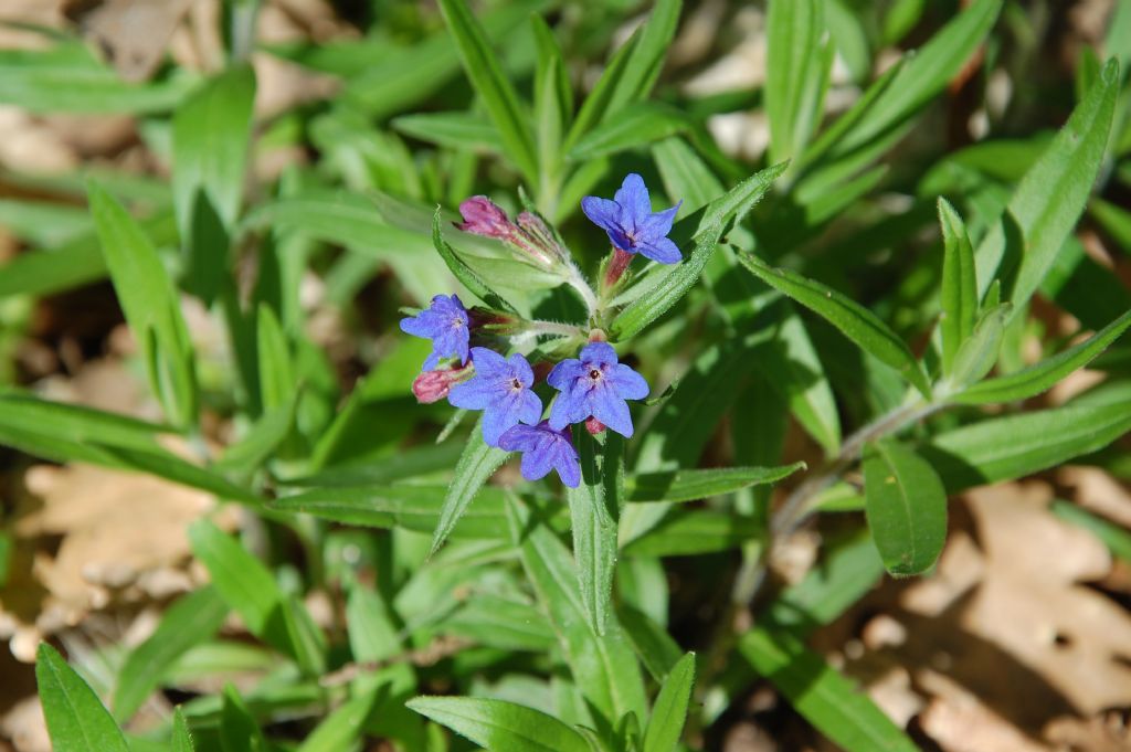 Bosco della Ficuzza - Buglossoides purpurocaerulea