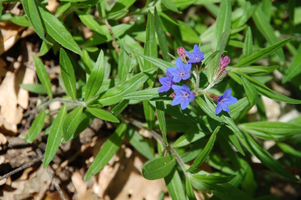 Bosco della Ficuzza - Buglossoides purpurocaerulea