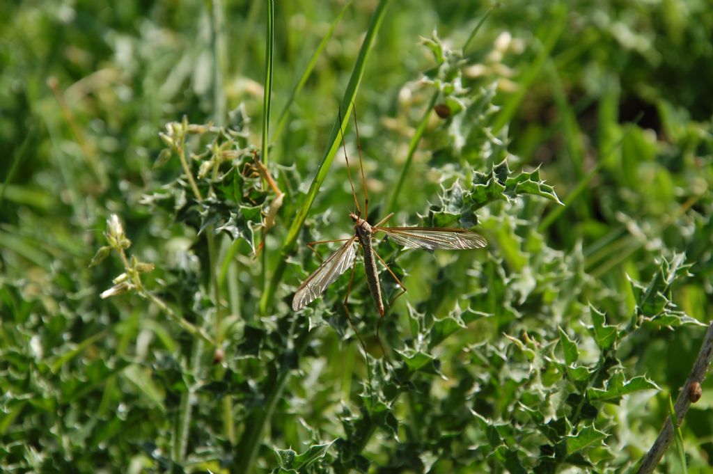 Tipulide (?) da identificare e altro ...