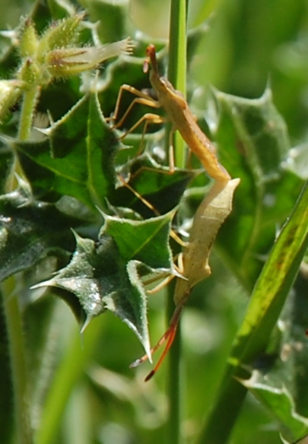 Tipulide (?) da identificare e altro ...