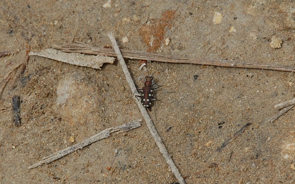 Cicindela di Vendicari 2 - Calomera littoralis ?