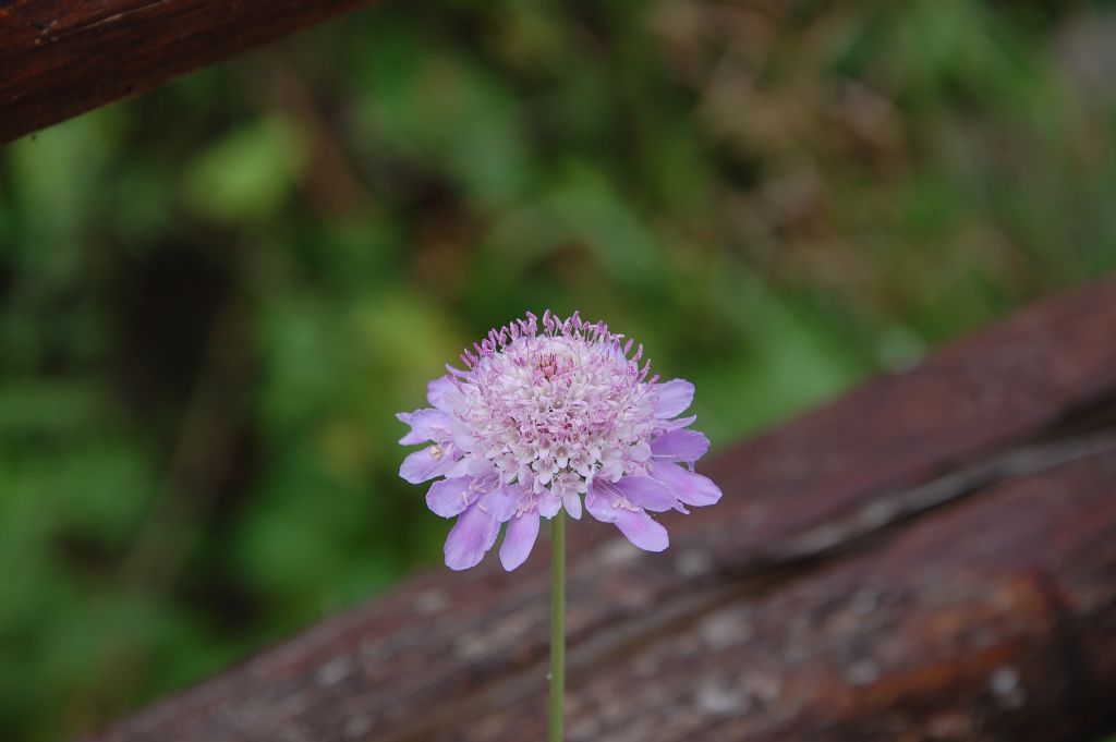 Valle dell''Anapo  - Sixalix  atropurpurea