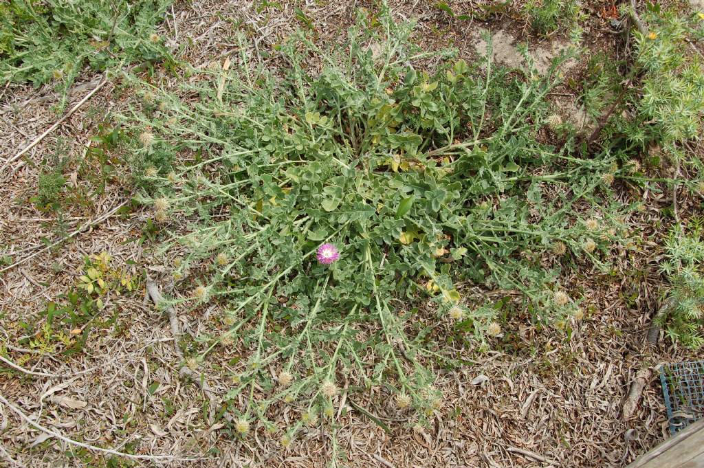 Fiore della Valle dell''Anapo 2 - Centaurea cfr. sonchifolia